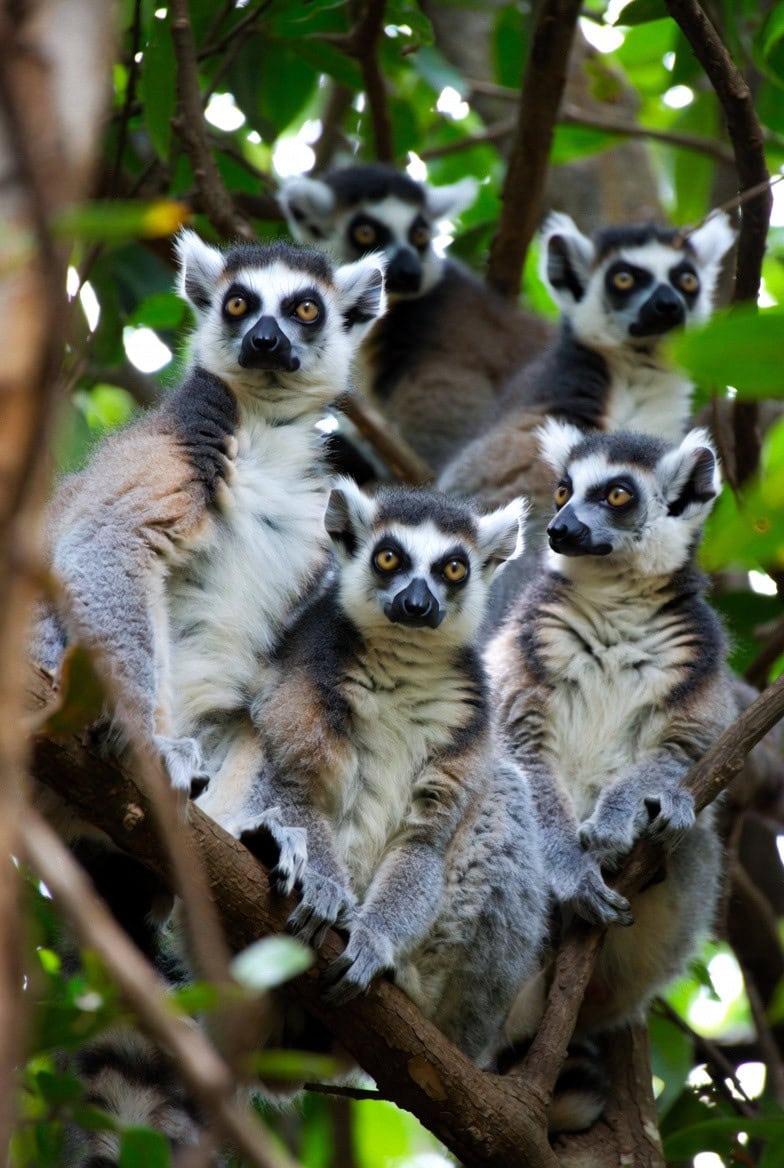 Group of lemurs perched on tree branches in lush green forest.